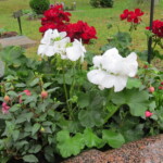 Sommarens blommor 2018.