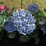 Vårens blommor 2017.